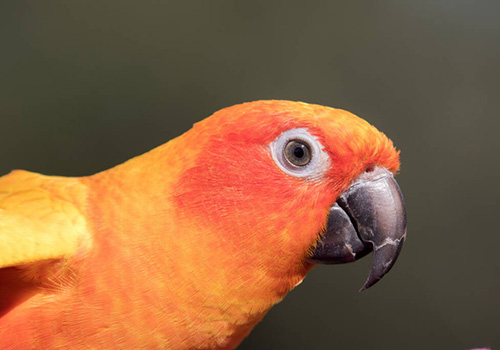 Даша Салатовамен порно